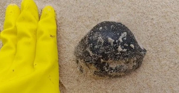 Órgãos fazem varredura para investigar “pelotas” em praias da PB