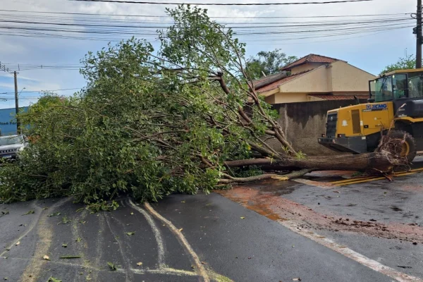 Imagem colorida de árvore caída. Metrópoles
