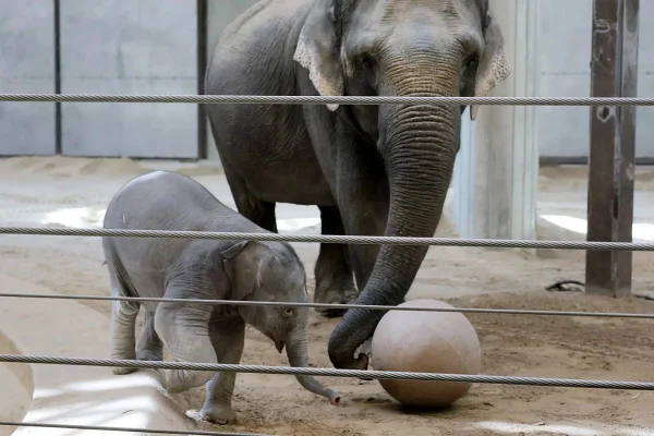 Elefanta rejeitada pela mãe ganha nova "madrasta" em zoológico