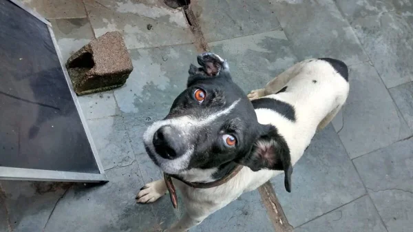 Vídeo: polícia investiga maus-tratos contra animais em zoonose da Grande SP