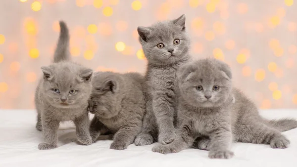 Gatos filhotes