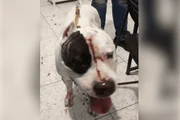 O animal sofreu ferimentos no rosto, levou 32 pontos na cabeça, perdeu parte da gengiva e teve parte das funções do lado esquerdo da face paralisados O animal sofreu ferimentos no rosto, levou 32 pontos na cabeça, perdeu parte da gengiva e teve parte das funções do lado esquerdo da face paralisados