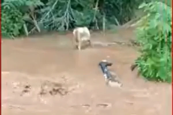 Imagem colorida, Vídeo: temporal rompe barragem e arrasta gado em propriedade rural - Metrópoles