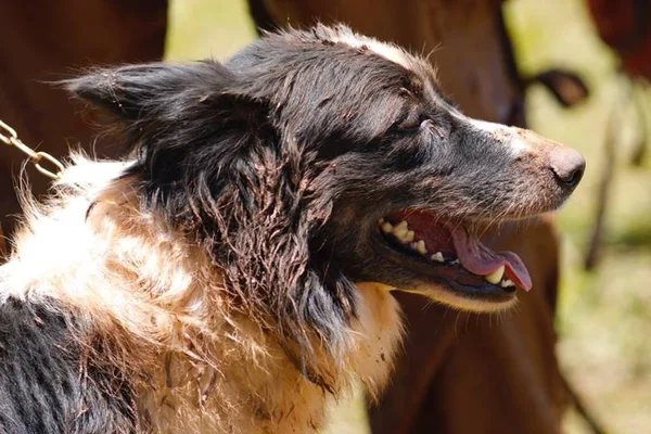 Morre Thor, cão que atuou nos resgates em Mariana e Brumadinho
