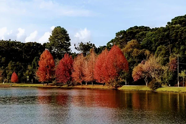 Conheça o espetáculo da folhagem de outono na Serra Gaúcha