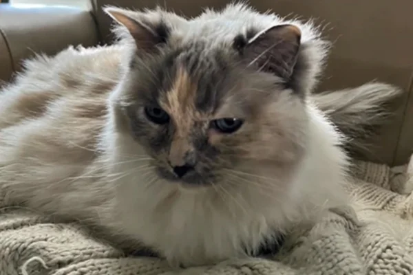 Gata Annie não foi eutanasiada e tutores descobriram um ano e meio depois