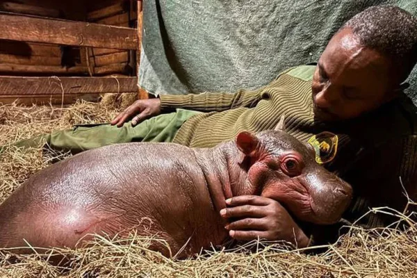 Foto colorida de hipopótamo com tratador