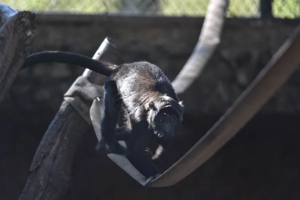 Animais do Zoológico de Brasília recebem nomes inusitados. Confira