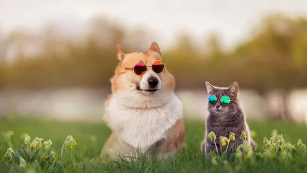 Cachorro e gato com óculos escuros em um campo aberto