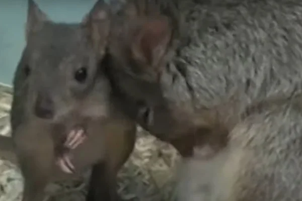 Canguru-rato no Zoo de Moscou