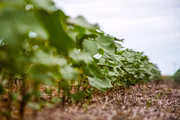 Fase do cultivo de algodão