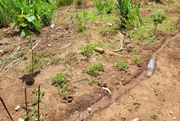 Córrego com água contaminada passa pela área de plantio da tribo