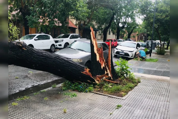 Foto mostra árvore caída em buenos aires devido às fortes chuvas