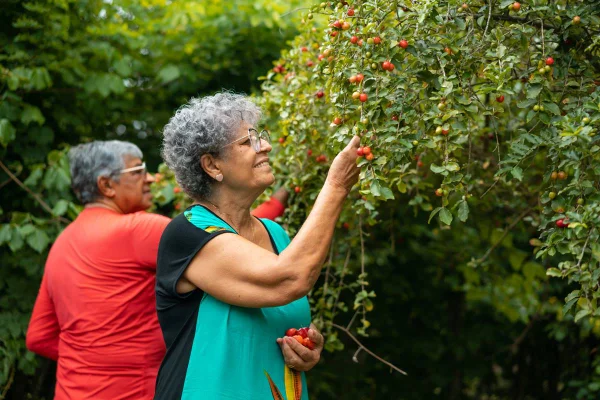 Foto colorida de duas mulheres colhendo acerola - Metrópoles