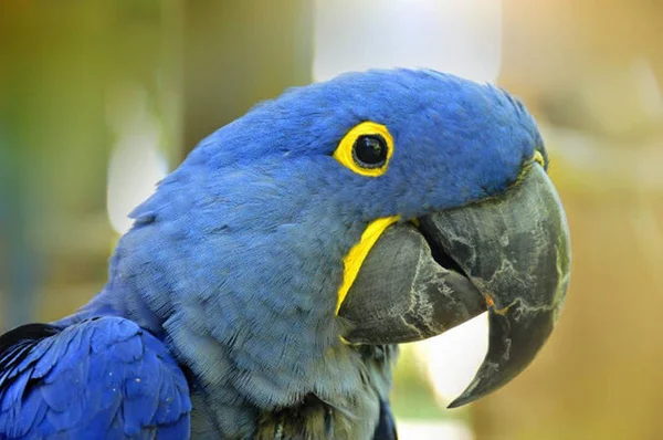 Extintas, araras-azuis em cativeiro na Alemanha virão para o Brasil