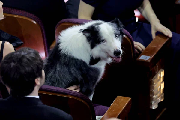 Faoto colorida do cachorro Messi no Oscar - Metrópoles