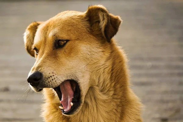 Sonhar com cachorro mordendo: o que pode ser?