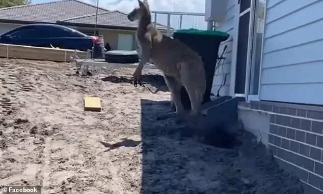 O animal atingiu o pai com tapas e chutes O animal atingiu o pai com tapas e chutes