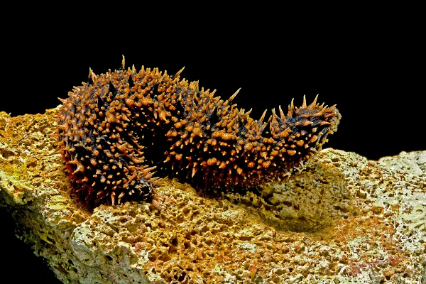 Imagem mostra pepino do mar, que é um animal invertebrado, em cima de uma pedra - Metrópoles