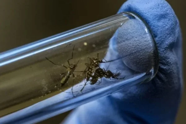 Dengue: Brasil já tem mais de 217 mil casos e 15 mortes confirmadas