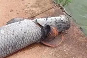 Segundo a Semma, ele pode ter morrido por asfixia ou estresse Segundo a Semma, ele pode ter morrido por asfixia ou estresse