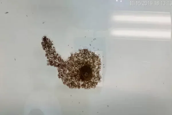 Veja formigas formando uma jangada para sobreviverem a enchentes