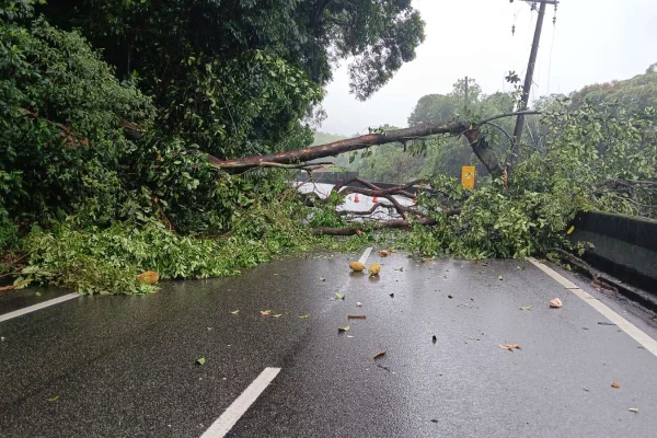 Queda de árvore na Anchieta deixa trânsito completamente parado entre os km 57 e 51, causando mais de 28 km de congestionamento na rodovia - Metrópoles