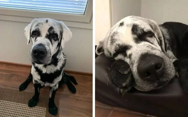 Cachorro com vitiligo