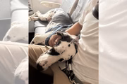 Ele atua como cão de apoio emocional para o pai da família, o que permitiu que ele viajasse na cabine