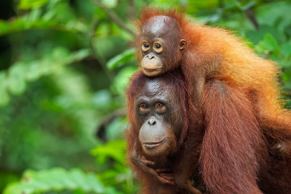 Imagem colorida mostra orangotangos na floresta - Metrópoles
