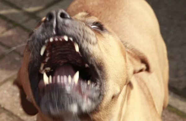pit-bull