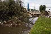 Em Pelotas, árvores caíram após temporal