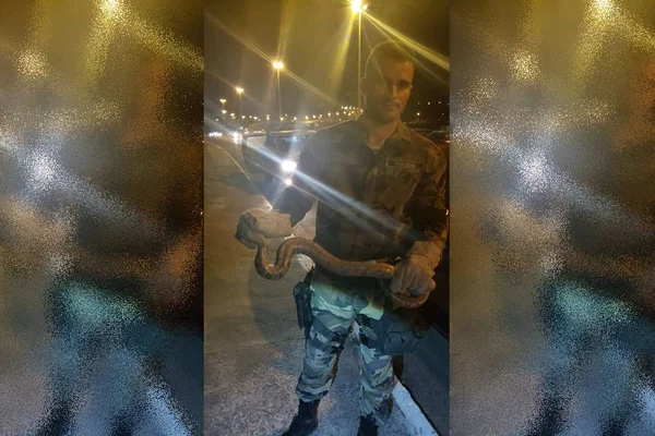 Vídeo. Bateu o desespero na Ponte JK: mulher encontra cobra em carro