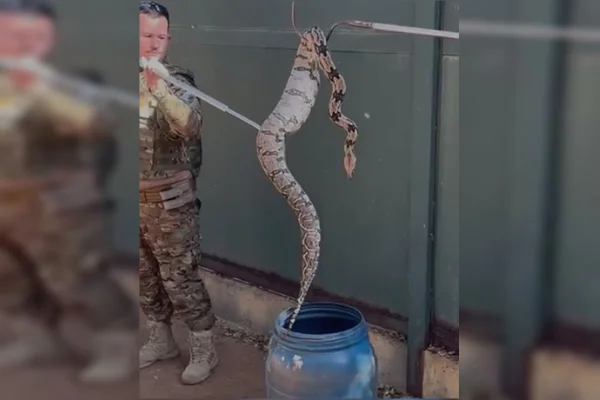 Cobra achada em quintal de casa na Asa Sul pode ser uma píton