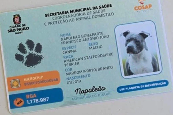 cachorro