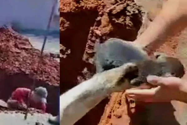 Foto colorida de cadela resgatada por bombeiros no Paraná - Metrópoles