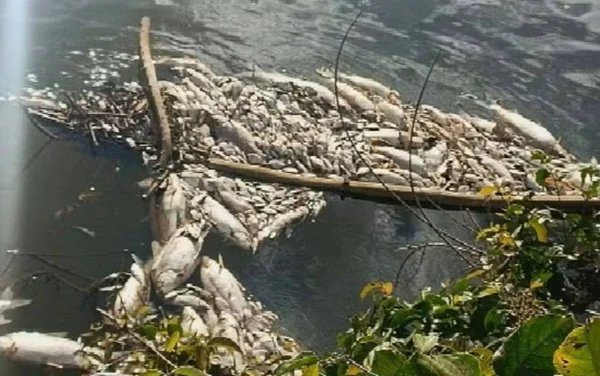 imagem colorida de peixes mortos rio meia ponte goias - Metrópoles