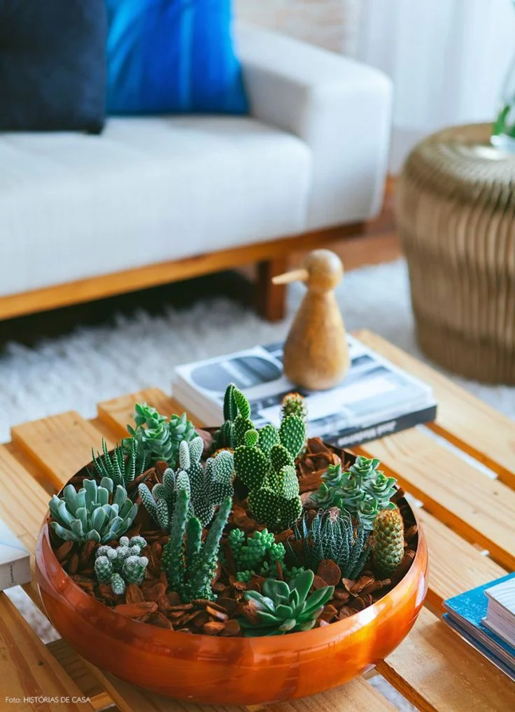 Cactos criativos: pegue seus cactos e faça um vaso ideal para qualquer ocasião. As buscas por arranjos de cactos tiveram um aumento de 235% Cactos criativos: pegue seus cactos e faça um vaso ideal para qualquer ocasião. As buscas por arranjos de cactos tiveram um aumento de 235%