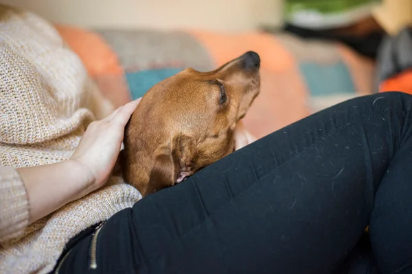 Cachorro descansa no colo da dona - Metrópoles