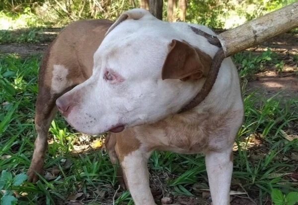 Foto colorida de pit-bull - Metrópoles