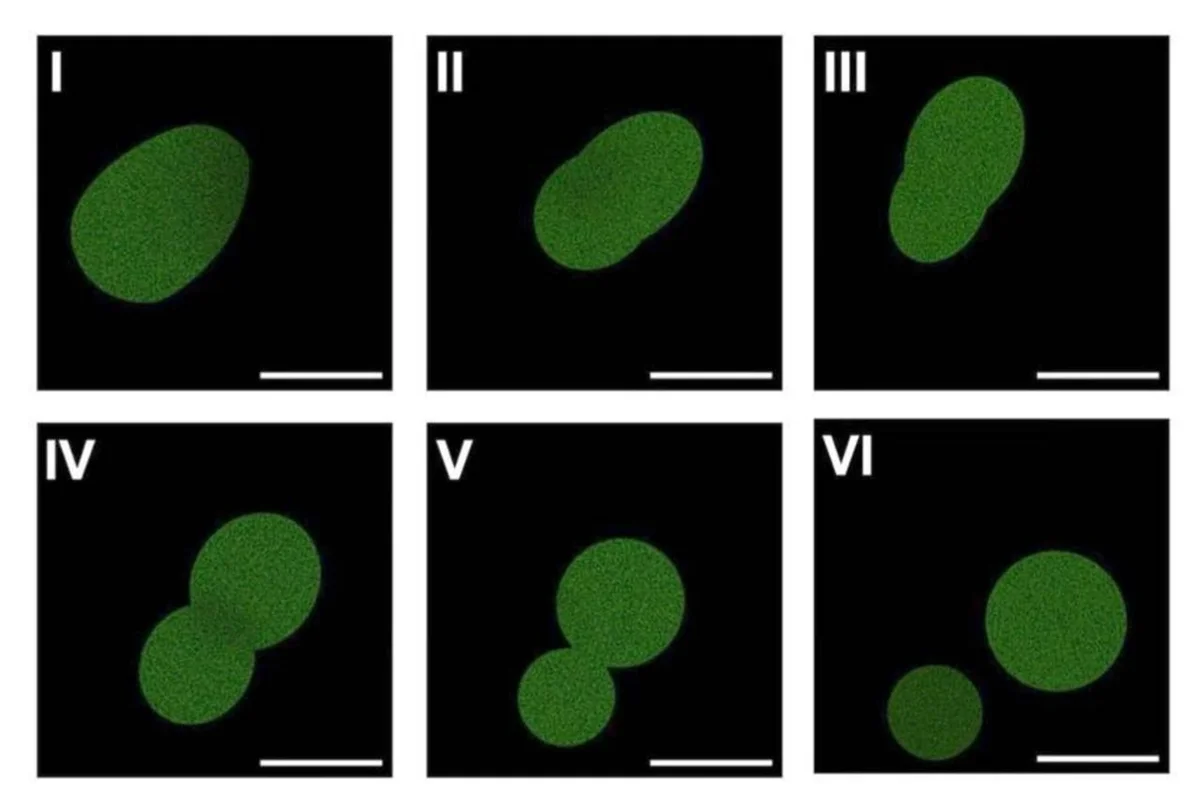 Cientistas da Universidade de Minnesota Criam SpudCell, a Primeira Célula Sintética Que se Reproduz Completamente Do Zero Por Múltiplas Gerações