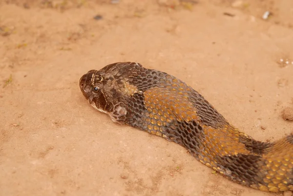 Cobra invade casa, assusta moradores e dá trabalho durante o resgate