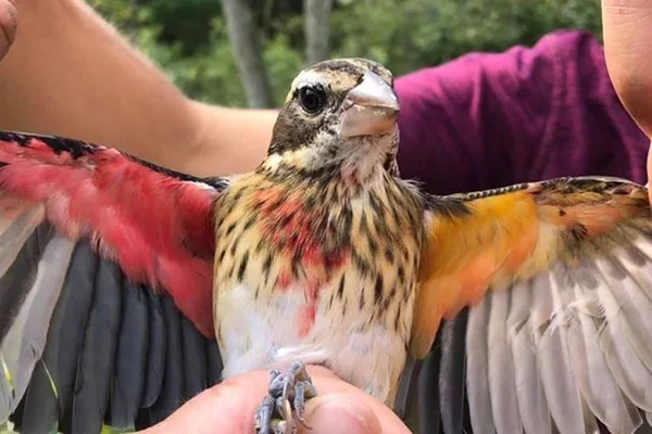 Cientistas encontram ave rara que é macho de um lado e fêmea do outro