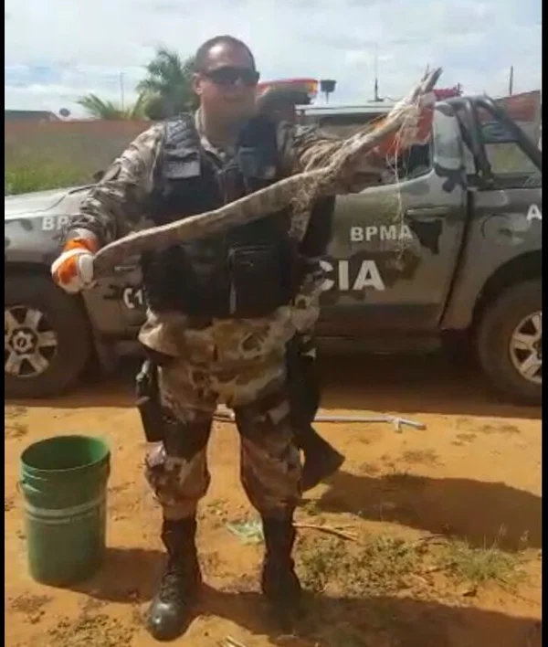 Jiboia com um metro de comprimento é resgatada na Ponte Alta, no Gama