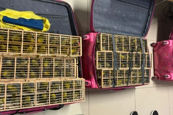 Imagem colorida de aves em malas - Metrópoles