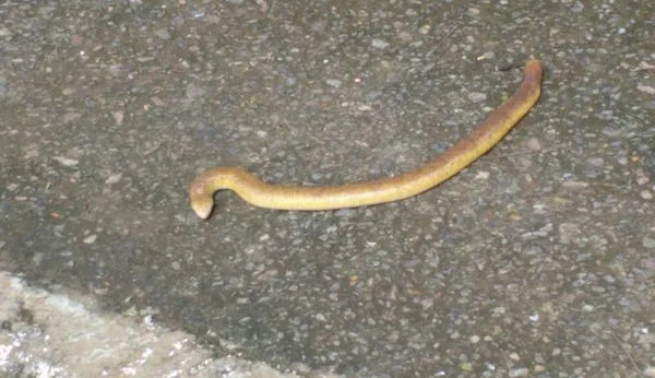 Brigadistas encontram cobra-cega passeando pelo prédio do STJ