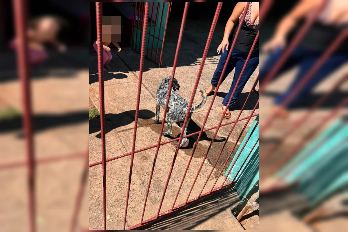 O animal foi retirado sem ferimentos e devolvido em segurança aos responsáveis O animal foi retirado sem ferimentos e devolvido em segurança aos responsáveis