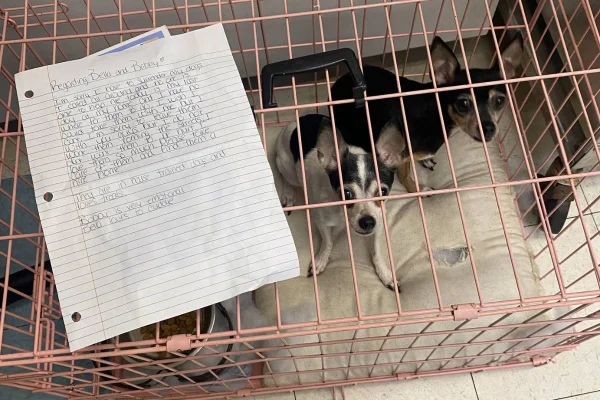 Filhotes são abandonados em abrigo junto com bilhete emocionante