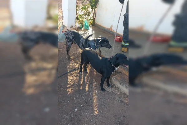 Cães abandonados aeroporto