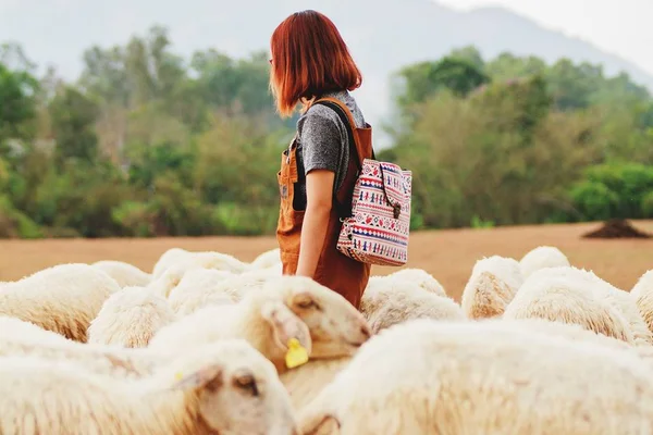 Airbnb lança experiências com animais